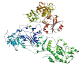 Ubiquitin Protein Ligase E3 Component N-Recognin 4 (UBR4)