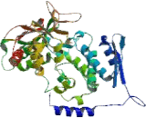 Ubiquitin Protein Ligase E3B (UBE3B)