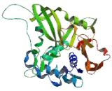 Ubiquitin Specific Peptidase 10 (USP10)