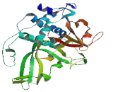 Ubiquitin Specific Peptidase 12 (USP12)