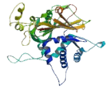 Ubiquitin Specific Peptidase 14 (USP14)