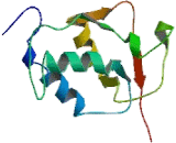 Ubiquitin Specific Peptidase 15 (USP15)