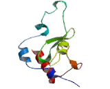 Ubiquitin Specific Peptidase 16 (USP16)