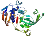 Ubiquitin Specific Peptidase 17 (USP17)