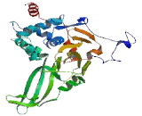 Ubiquitin Specific Peptidase 17 Like Protein 4 (USP17L4)