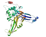 Ubiquitin Specific Peptidase 17 Like Protein 5 (USP17L5)