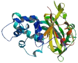 Ubiquitin Specific Peptidase 18 (USP18)