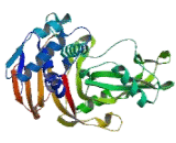 Ubiquitin Specific Peptidase 2 (USP2)