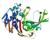 Ubiquitin Specific Peptidase 21 (USP21)