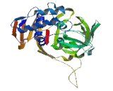 Ubiquitin Specific Peptidase 22 (USP22)