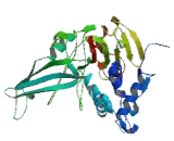 Ubiquitin Specific Peptidase 24 (USP24)