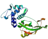 Ubiquitin Specific Peptidase 26 (USP26)