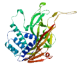 Ubiquitin Specific Peptidase 27 (USP27)