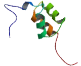 Ubiquitin Specific Peptidase 28 (USP28)