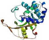 Ubiquitin Specific Peptidase 29 (USP29)