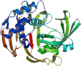 Ubiquitin Specific Peptidase 3 (USP3)