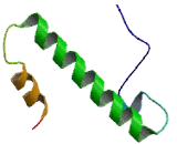 Ubiquitin Specific Peptidase 34 (USP34)