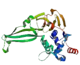 Ubiquitin Specific Peptidase 36 (USP36)