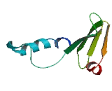 Ubiquitin Specific Peptidase 37 (USP37)