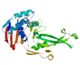 Ubiquitin Specific Peptidase 41 (USP41)