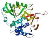 Ubiquitin Specific Peptidase 46 (USP46)