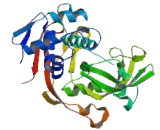 Ubiquitin Specific Peptidase 50 (USP50)