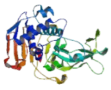 Ubiquitin Specific Peptidase 53 (USP53)