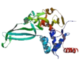 Ubiquitin Specific Peptidase 7 (USP7)