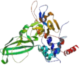 Ubiquitin Specific Peptidase 9X (USP9X)