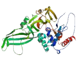 Ubiquitin Specific Peptidase 9Y (USP9Y)