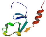 Ubiquitination Factor E4A (UBE4A)