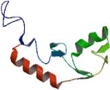 Ubiquitination Factor E4B (UBE4B)