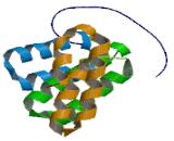 Unc-45 Homolog A (UNC45A)