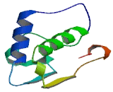 Unc-5 Homolog C Like Protein (UNC5CL)