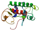 Unc-51 Like Kinase 1 (ULK1)