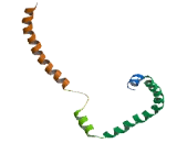 Unique Cartilage Matrix Associated Protein (UCMA)