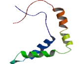 Upstream Binding Transcription Factor (UBTF)