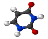 Uracil (Ura)