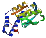 Uracil Phosphoribosyltransferase (UPRT)