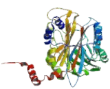 Beta-ureidopropionase (UPB1)