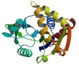 Uridine Cytidine Kinase 1 (UCK1)