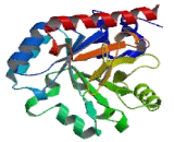 Uridine Monophosphate Synthetase (UMPS)