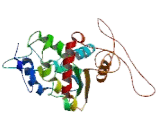 Uronyl-2-Sulfotransferase (UST)