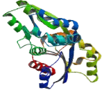 Uroporphyrinogen III Synthase (UROS)