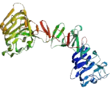 V-Erb B2 Erythroblastic Leukemia Viral Oncogene Homolog 3 (ErbB3)