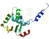 V-Ets Erythroblastosis Virus E26 Oncogene Homolog 1 (ETS1)