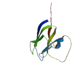 V-Set And Immunoglobulin Domain Containing Protein 1 (VSIG1)