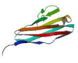 V-Set And Immunoglobulin Domain Containing Protein 10 (VSIG10)