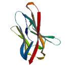 V-Set And Immunoglobulin Domain Containing Protein 4 (VSIG4)