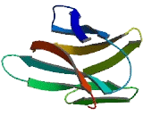 V-Set And Immunoglobulin Domain Containing Protein 6 (VSIG6)